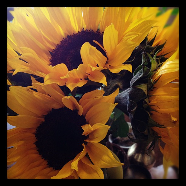 sunflowers sunflowers