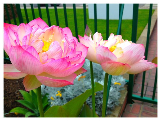 lotus flower