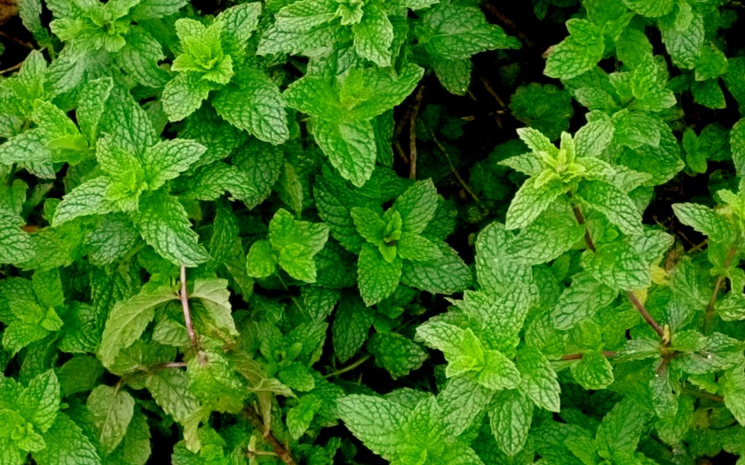 Feng Shui With Mint For Wealth!