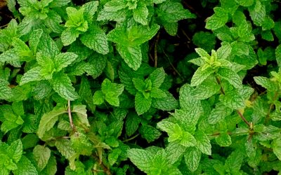 Feng Shui With Mint For Wealth!