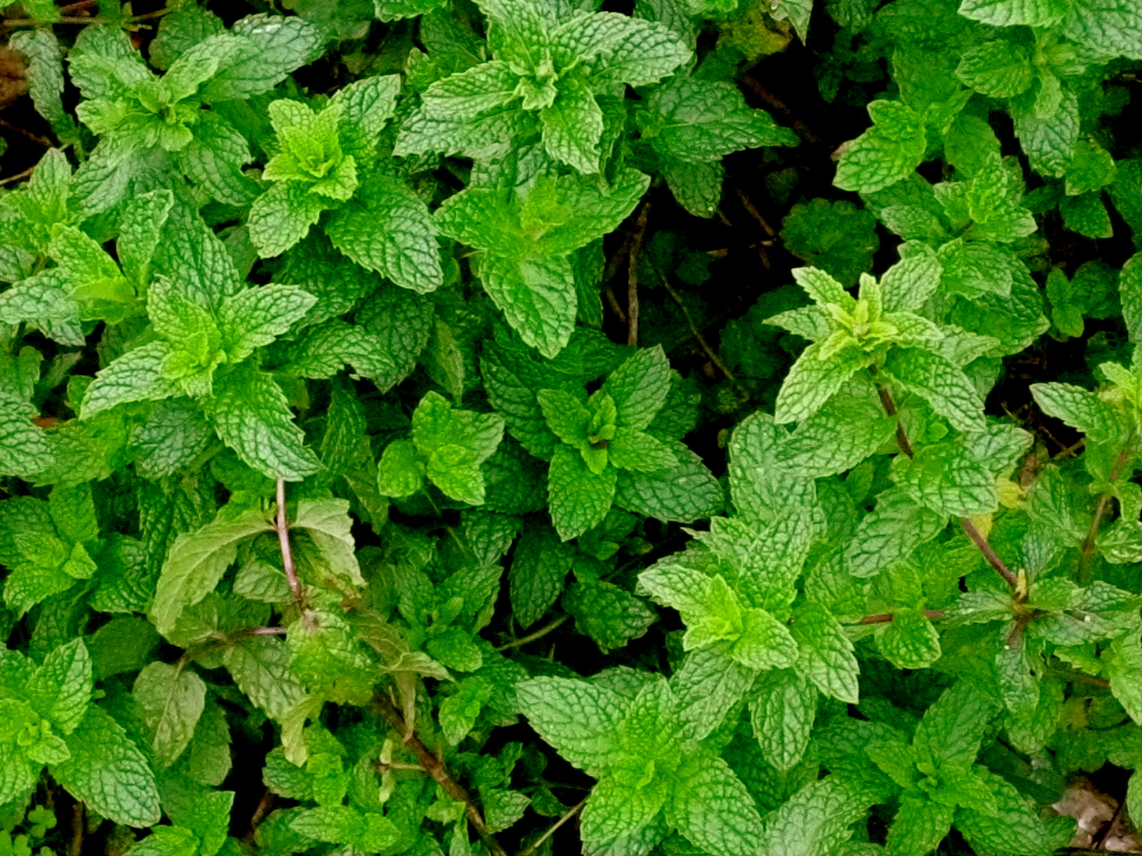 img_4427 peppermint