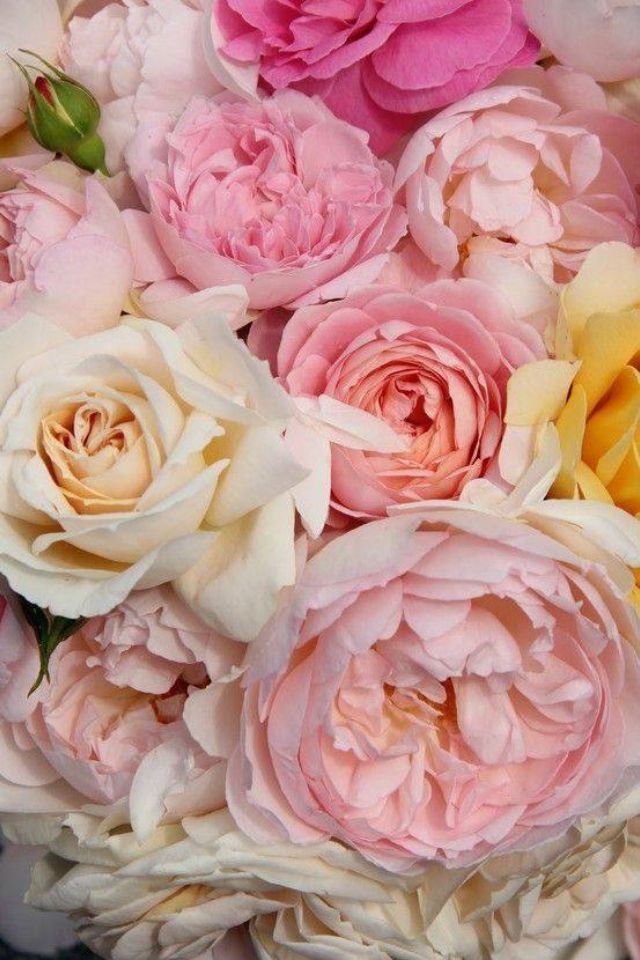 Perfect Interior Pinks!