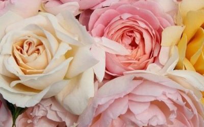 5 Ways To Create A High Vibe Home With Roses!