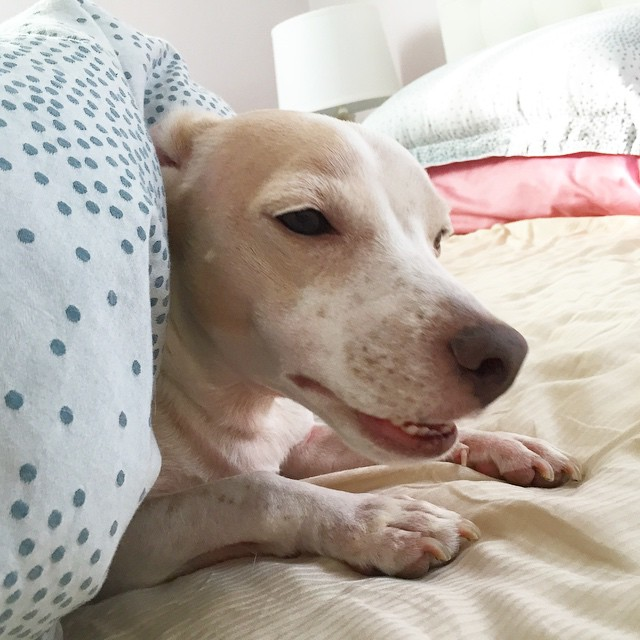 smiling puppy puppy bob