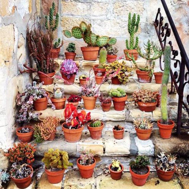 plants