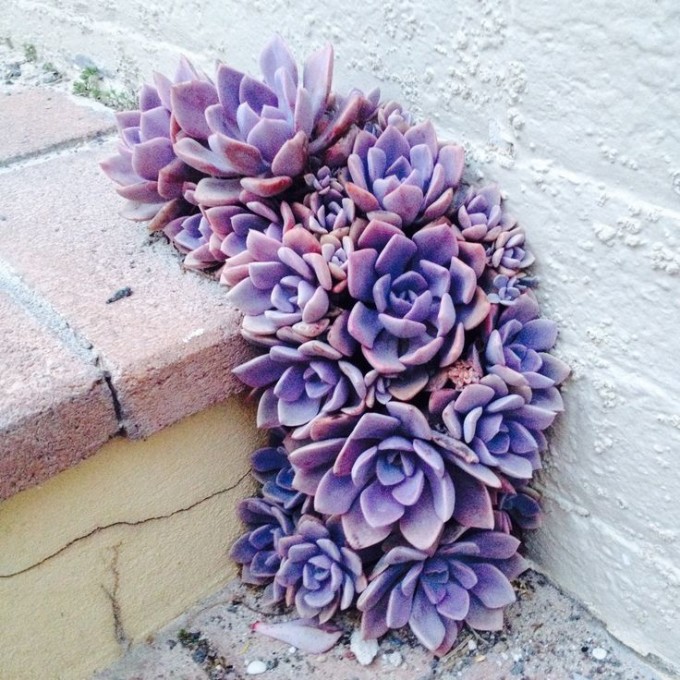 succulents steps