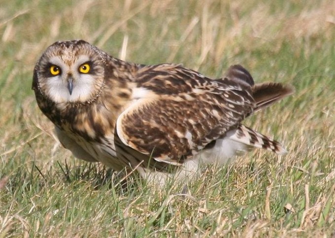 3622ed31548870cdbe05be00086385fc owl