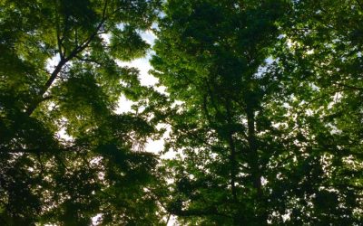 An Idea For Living In A Way That Makes Dreams Come True
