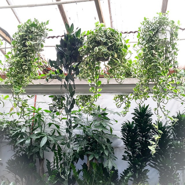 a0d3342cac64e9cde09e86462acf63aa hanging plants