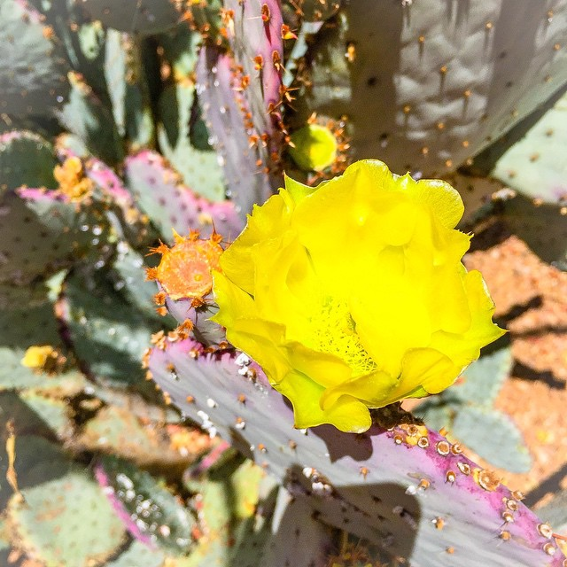 4a74f8879d8518230aeba373ea02a05b cactus flower