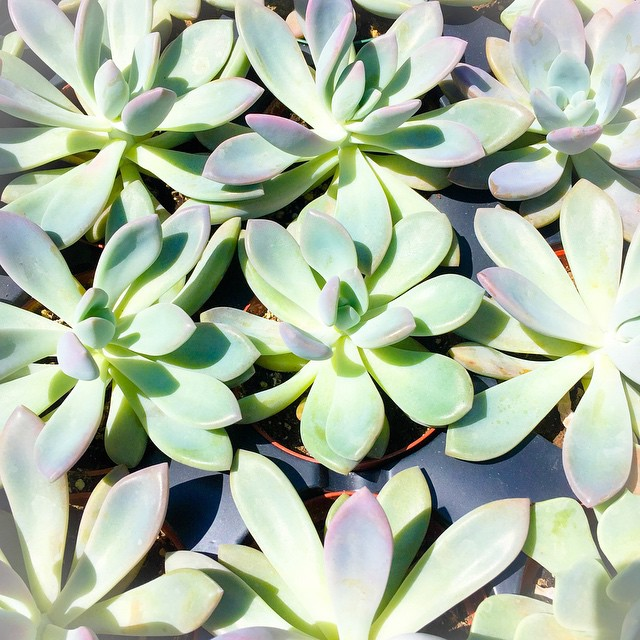 succulents