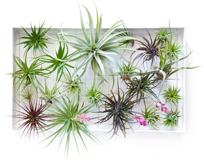 air_plants air plants