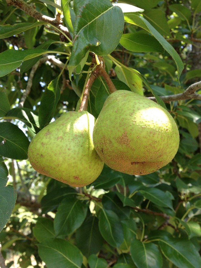 pears