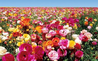 Feng Shui To Bring Flow Back To Life Where You’ve Been Really Stuck!