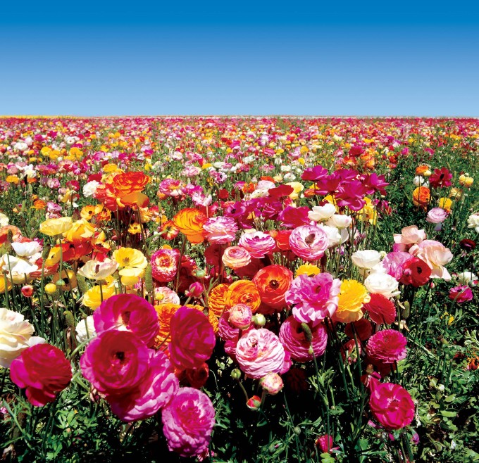 FFMultiColorWide3 flower fields