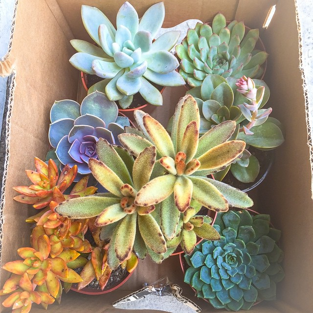 succulents
