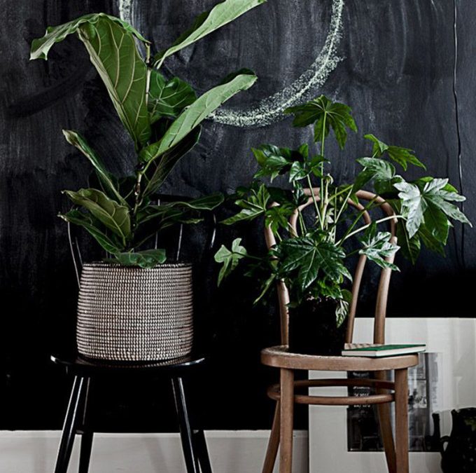 Use Plants To Lighten Up Dark Spaces In Your Home!