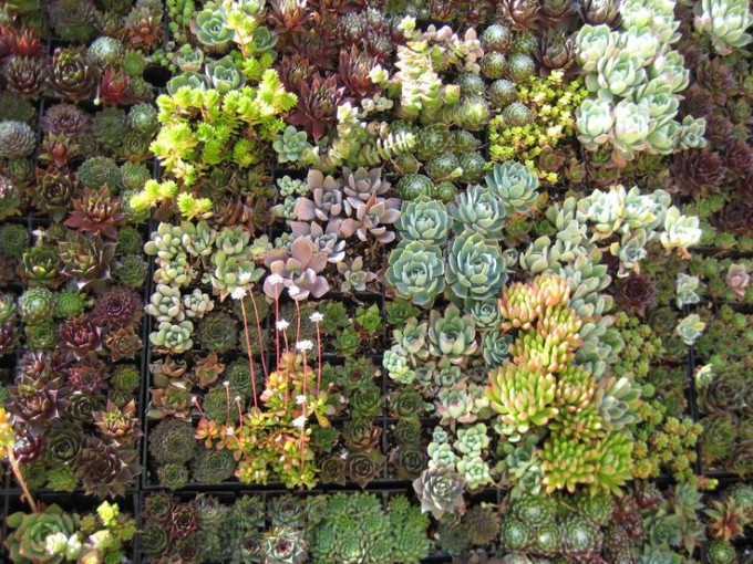 succulents