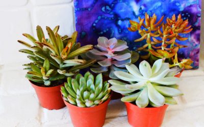 Feng Shui To Prepare For A Prosperous Leap Forward!