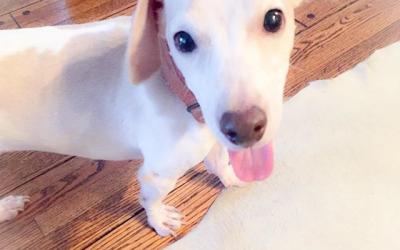 What Can Your Dog Teach You About Feng Shui & Flow?