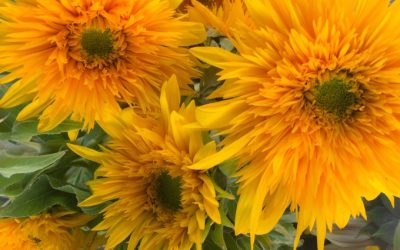 Fresh Flowers Create An Emotionally Rich Life