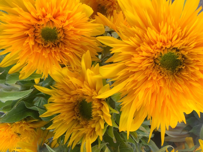 sunflowers