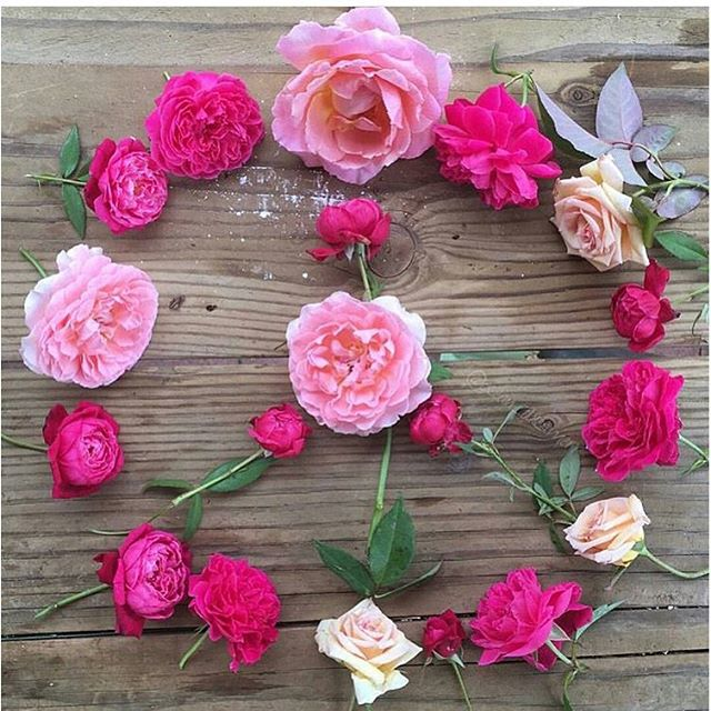 rose peace sign