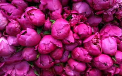 Feng Shui To Get Things Done Brilliantly When You Really Don’t Feel Like Doing Anything