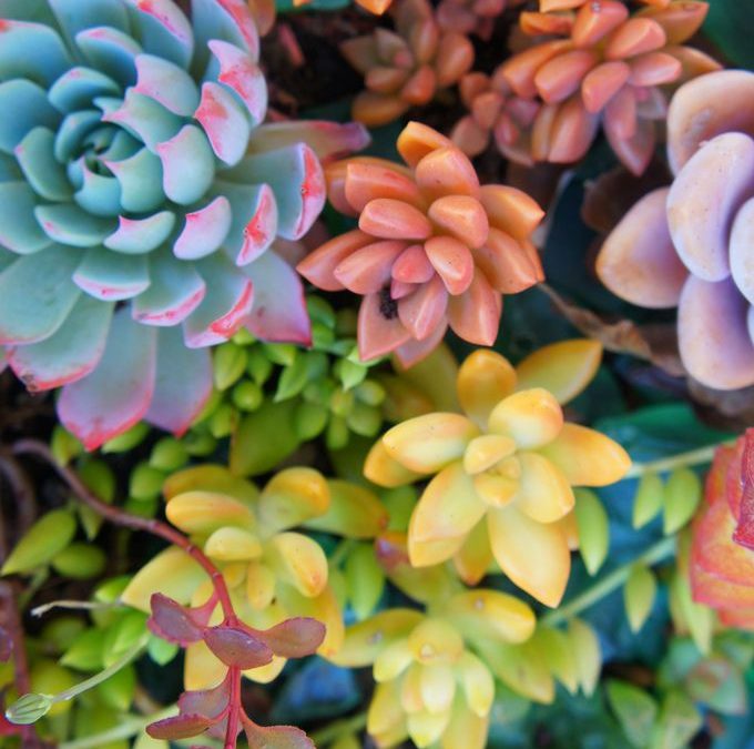 Feng Shui To Make More Money Manifest!