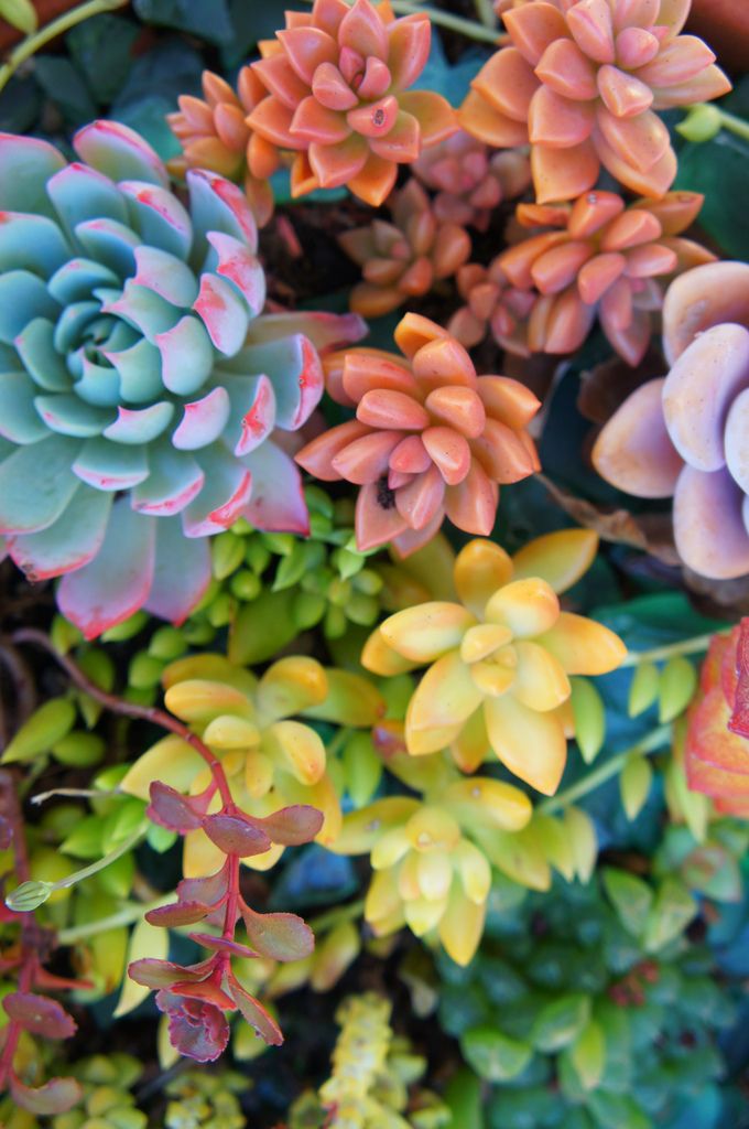 succulents