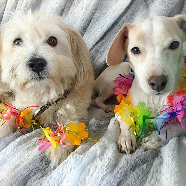 aloha
