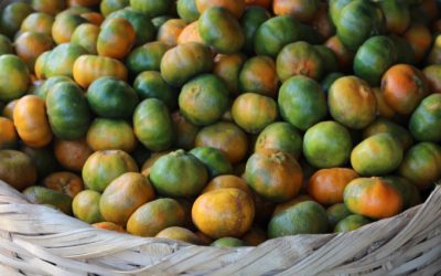 A Fast Feng Shui Fruit Cure For Wealth