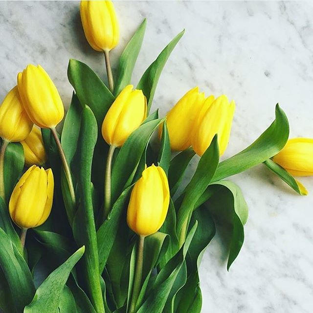 tulips
