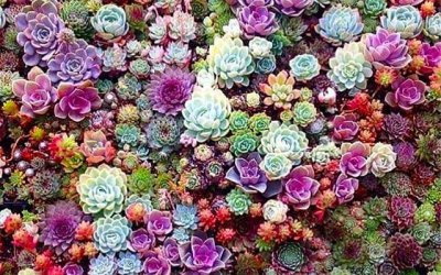 8 Ways To Use Feng Shui To Remove Obstacles From Your Life!