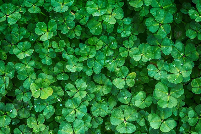 clover