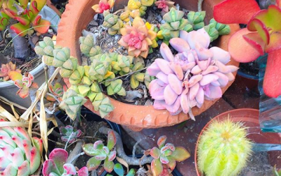Why You Might Want To Add More Wildness To Your Life!