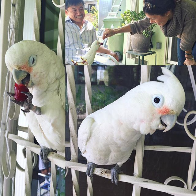 parrot magic