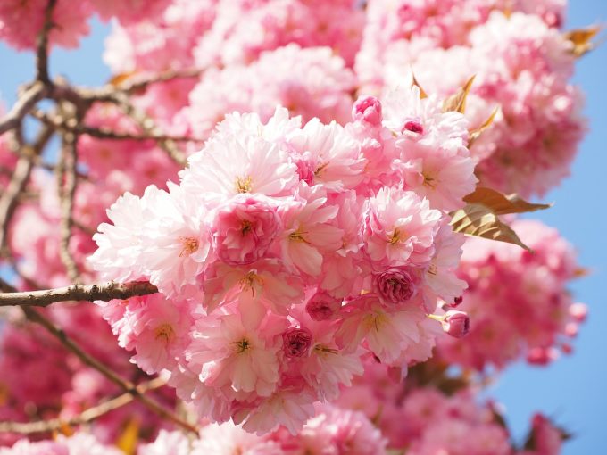 cherry blossoms detox from negativity