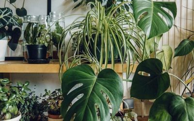 Feng Shui To Create Habits That Un-Stick Your Life & Expand Possibility!