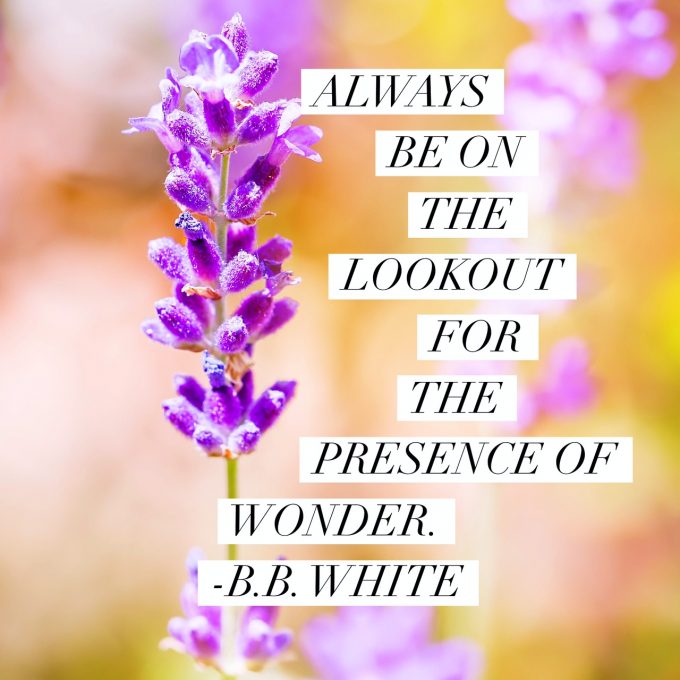 the presence of wonder is everywhere the presence of wonder is everywhere