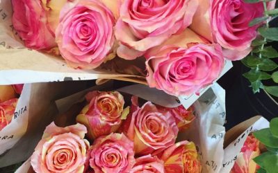 Roses Have Incredible Life-Balancing Powers!