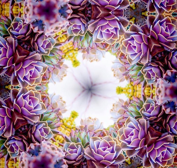 succulent kaleidoscope succulent kaleidoscope