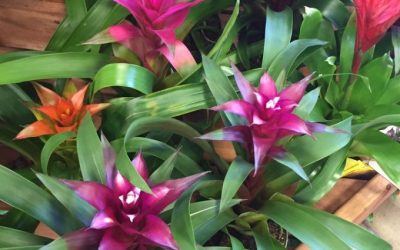 My Favorite Feng Shui Way To Make Huge Positive Changes!