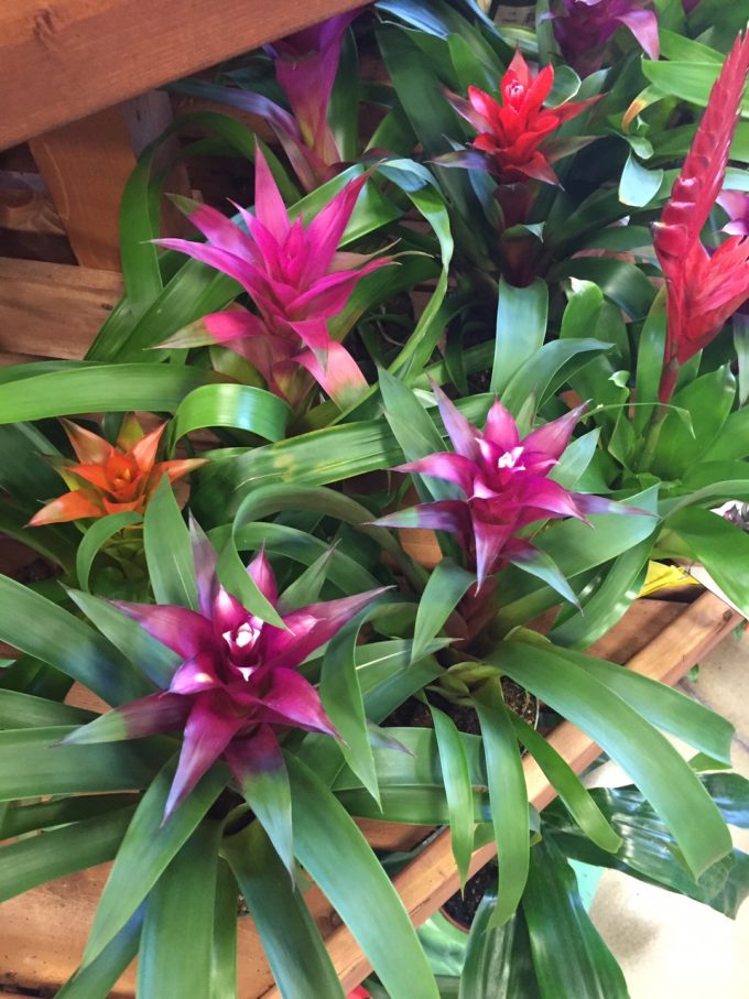 bromeliads bromeliads