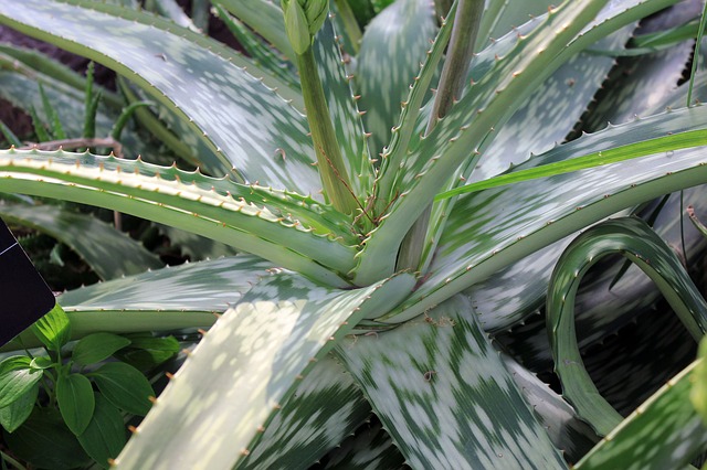 aloe vera plant