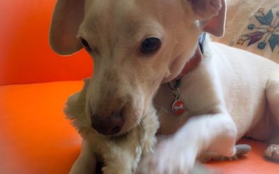 Is It Time To Feed Your Dog More Fruit & Veggies?!