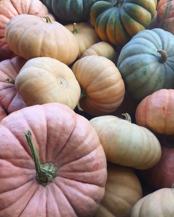 pastel pumpkins pumpkin spice abundance energy