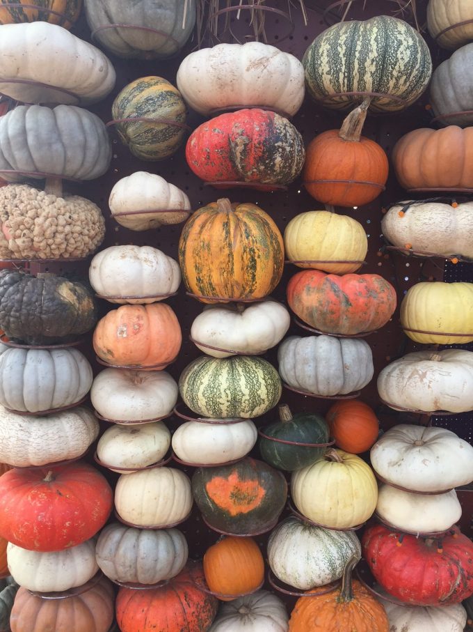 mr bones pumpkin patch
