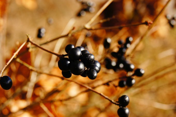 Using Elderberries For Super-Charged Wellness!