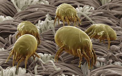 Here’s An Enormous Reason To Clean Your Home More Profoundly!